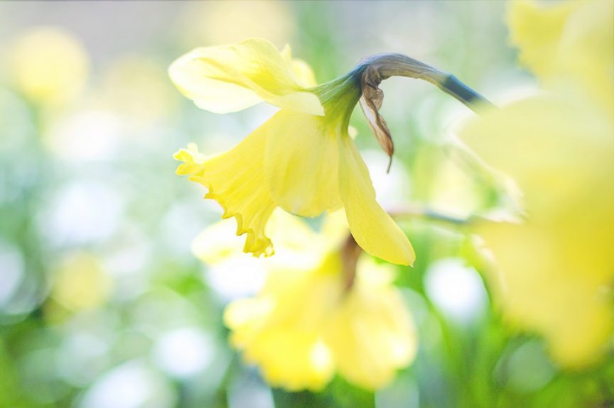 daffodil-1358942_960_720